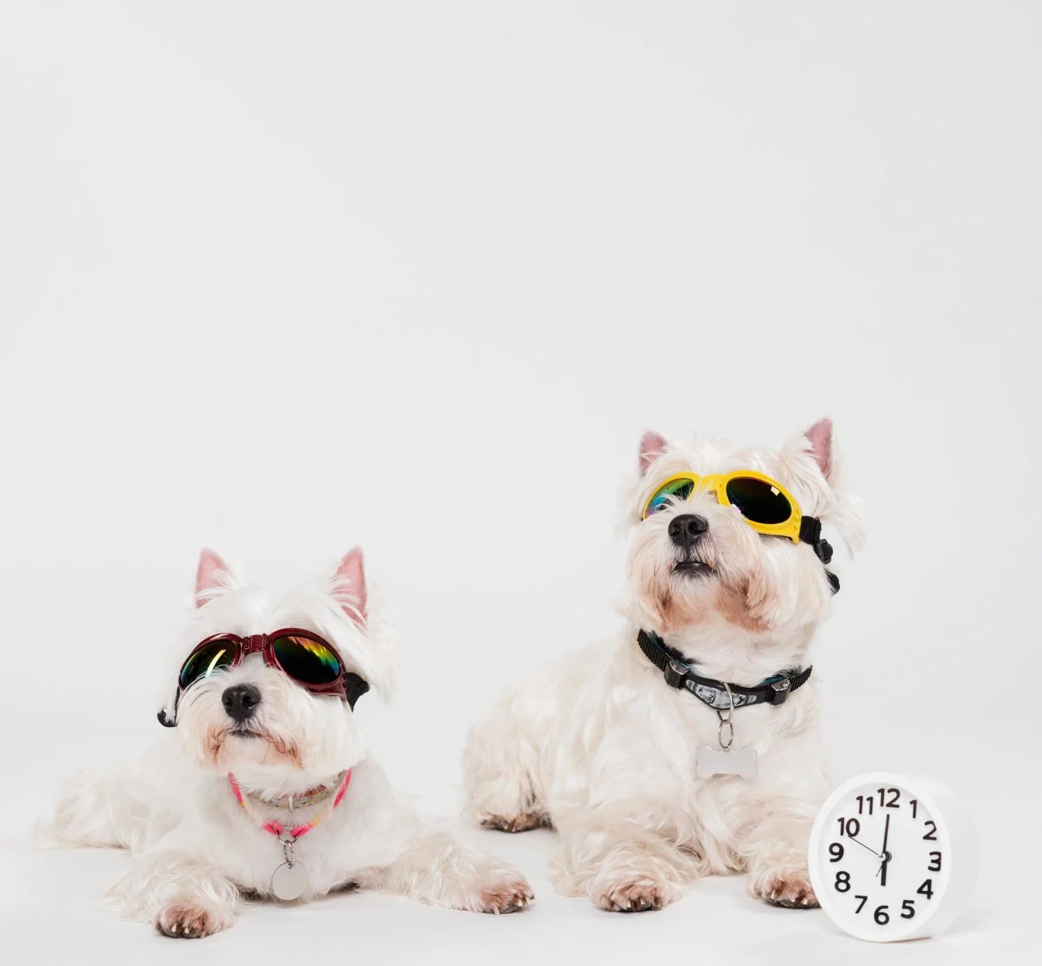 CaniPaw™ Adventure Dog Goggles